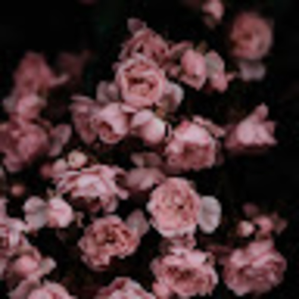 Meet your Posher, Lupe